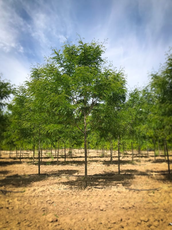 Gleditsia triacanthos Imperial #25 - Honeylocust, Imperial #25