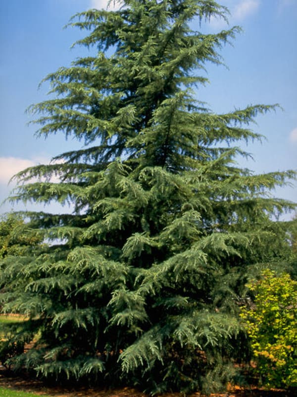 Cedrus atlantica Glauca 3' (B&B) - Cedar, Blue Atlas 3' (B&B)