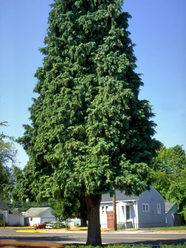Calocedrus decurrens 7' (B&B) - Cedar, Incense 7' (B&B)