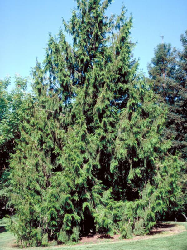 Thuja plicata 9' - Cedar, Western Red 9'