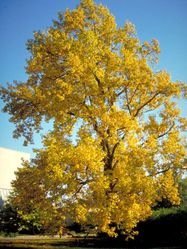 Liriodendron tulipifera #10 - Tulip Tree #10