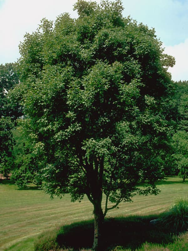 Acer griseum #15 - Maple, Paperbark #15
