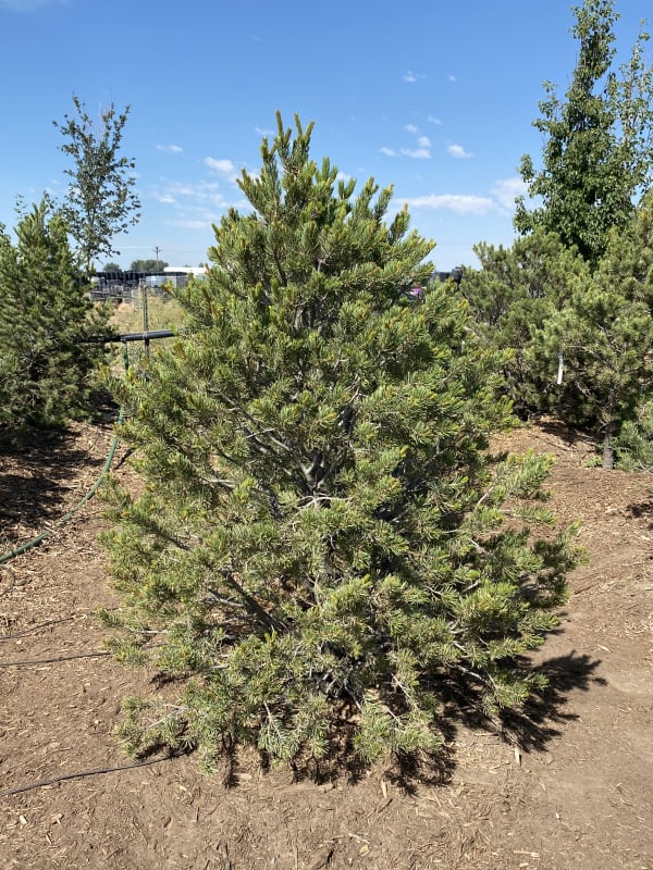 Pinus edulis 5' (B&B) - Pine, Pinyon 5' (B&B)