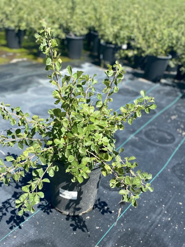 Rhus aromatica Gro-low #2 (MS) - Sumac, Gro-low #2 (MS)