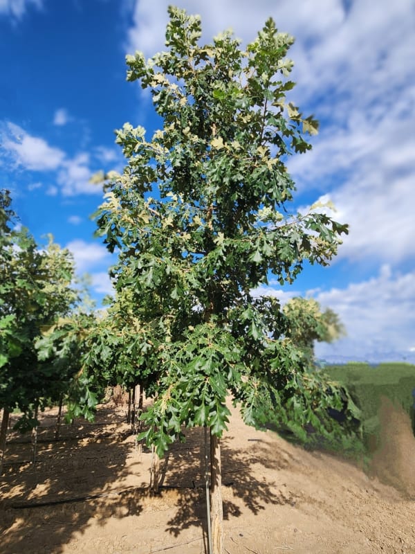 Quercus macrocarpa 4.0" (B&B) - Oak, Bur 4.0" (B&B)