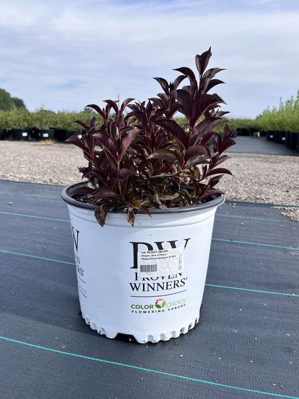 Weigela florida Alexandra #3/#5 (MS) - Weigela, Wine & Roses® #3/#5 (MS)