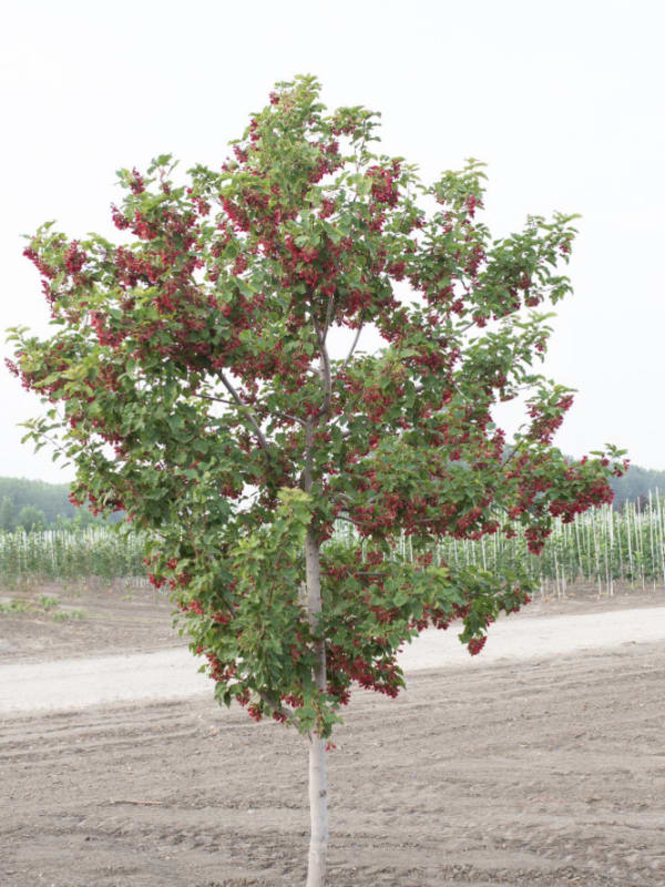 Acer tataricum GarAnn #25 - Maple, Hot Wings #25