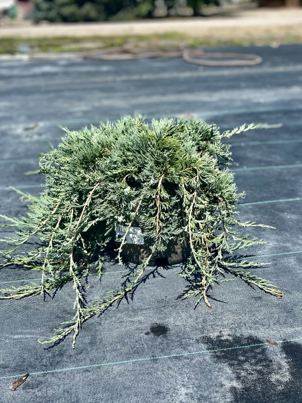 Juniperus horizontalis Wiltonii #3/#5 (MS) - Juniper, Blue Rug #3/#5 (MS)
