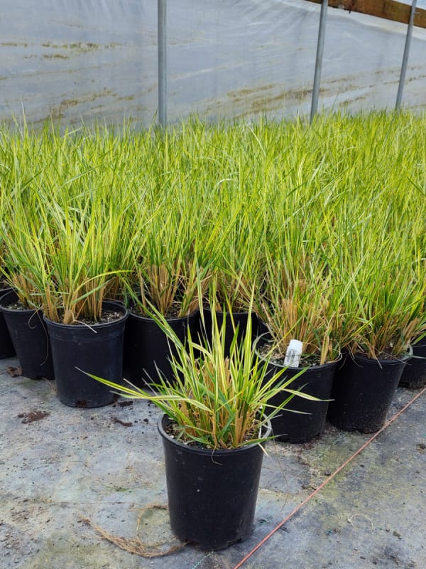 Calamagrostis acutiflora Overdam #1 - Feather Reed Grass, Overdam #1