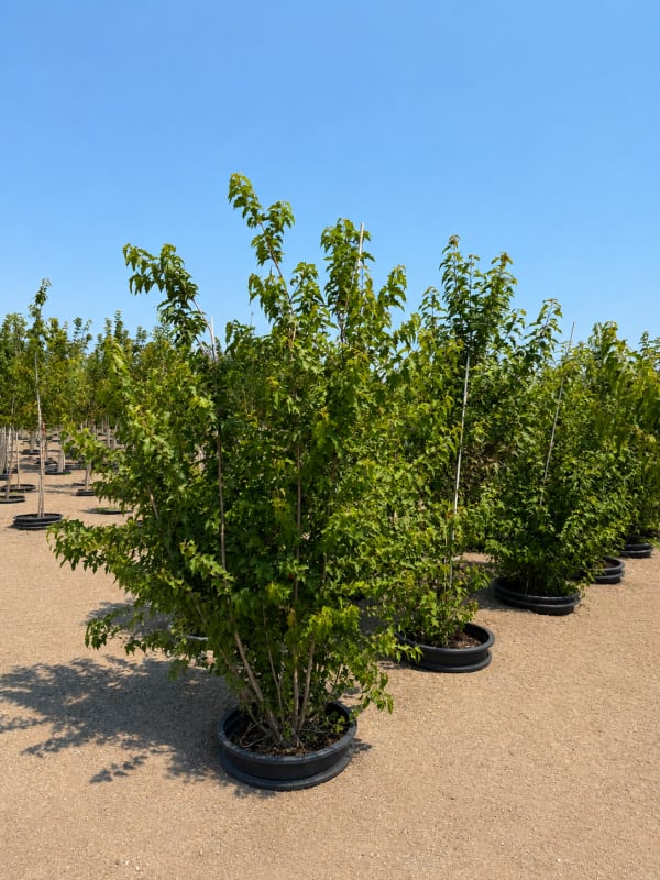 Acer ginnala Flame #15 (MS) - Maple, Flame Amur #15 (MS)