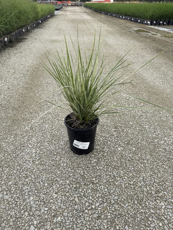Calamagrostis acutiflora Overdam #1 - Feather Reed Grass, Overdam #1