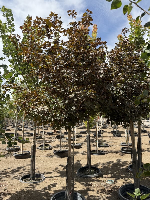 Acer truncatum platanoides Crimson Sunset® JFS-KW202 1.75" (B&B) - Maple, Crimson Sunset® 1.75" (B&B)