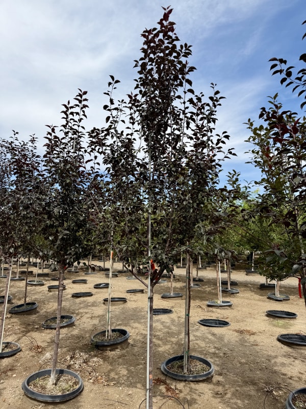 Malus Perfect Purple 2.0" (GB) - Crabapple, Perfect Purple 2.0" (GB)