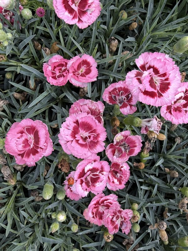 Dianthus Scent First® Raspberry Surprise #1 - Dianthus, Scent First® Raspberry Surprise #1