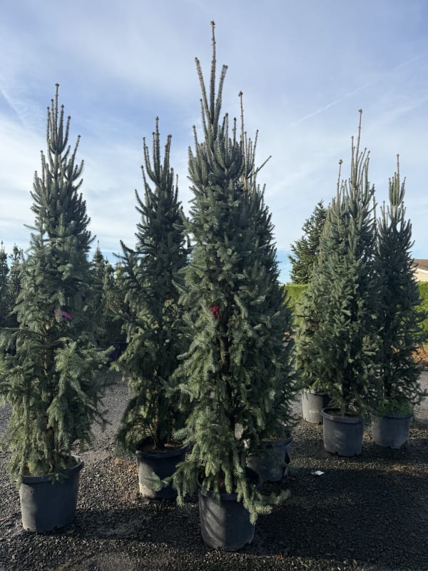 Picea abies Columnaris 9' - Spruce, Columnar Norway 9'