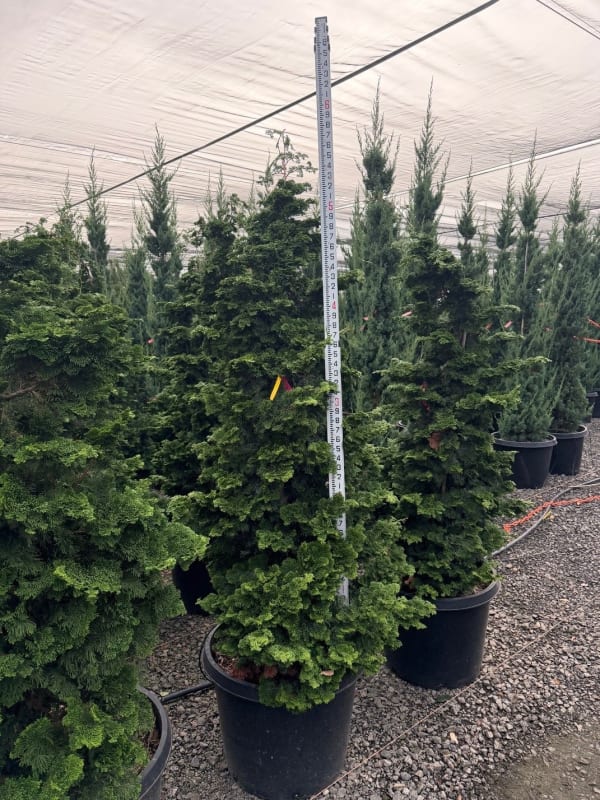 Chamaecyparis obtusa Gracillis 4' - Cypress, Slender Hinoki 4'