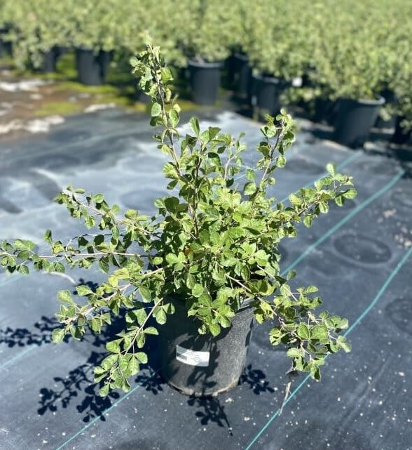 Tree Source nursery plants