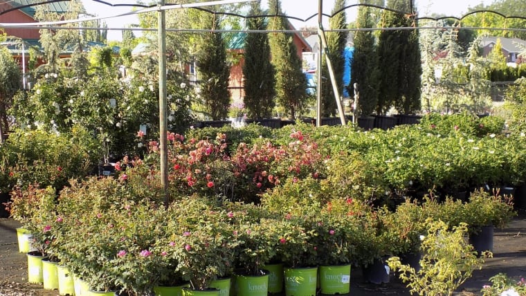 Blooming shrub roses and other container-grown shrubs backed by rows of conifers in a Tree Source yard