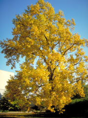 Liriodendron tulipifera #10 - Tulip Tree #10