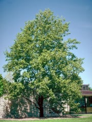 Liriodendron tulipifera #10 - Tulip Tree #10
