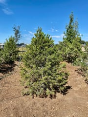 Pinus edulis 5' (B&B) - Pine, Pinyon 5' (B&B)