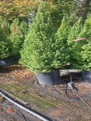 Picea glauca Conica #5 - Spruce, Dwarf Alberta #5