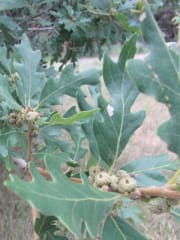 Quercus macrocarpa 4.0" (B&B) - Oak, Bur 4.0" (B&B)