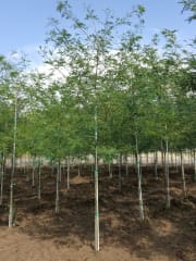 Gleditsia triacanthos Imperial #25 - Honeylocust, Imperial #25