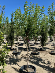 Acer tataricum GarAnn #25 - Maple, Hot Wings #25