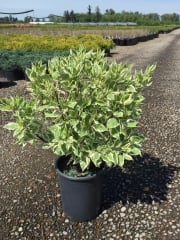 Cornus alba Bailhalo (Ivory Halo) #3/#5 (MS) - Dogwood, Ivory Halo #3/#5 (MS)