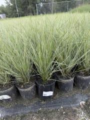 Calamagrostis acutiflora Overdam #1 - Feather Reed Grass, Overdam #1