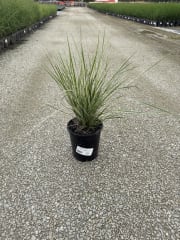 Calamagrostis acutiflora Overdam #1 - Feather Reed Grass, Overdam #1
