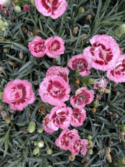 Dianthus Scent First® Raspberry Surprise #1 - Dianthus, Scent First® Raspberry Surprise #1