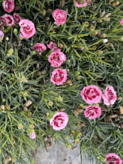 Dianthus Scent First® Raspberry Surprise #1 - Dianthus, Scent First® Raspberry Surprise #1