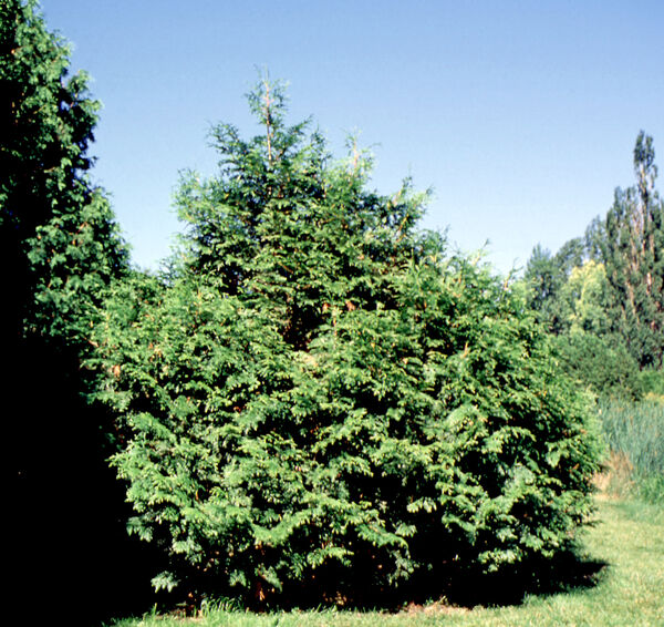 Arborvitae, Excelsa 10' (MS), 10' | Tree Source