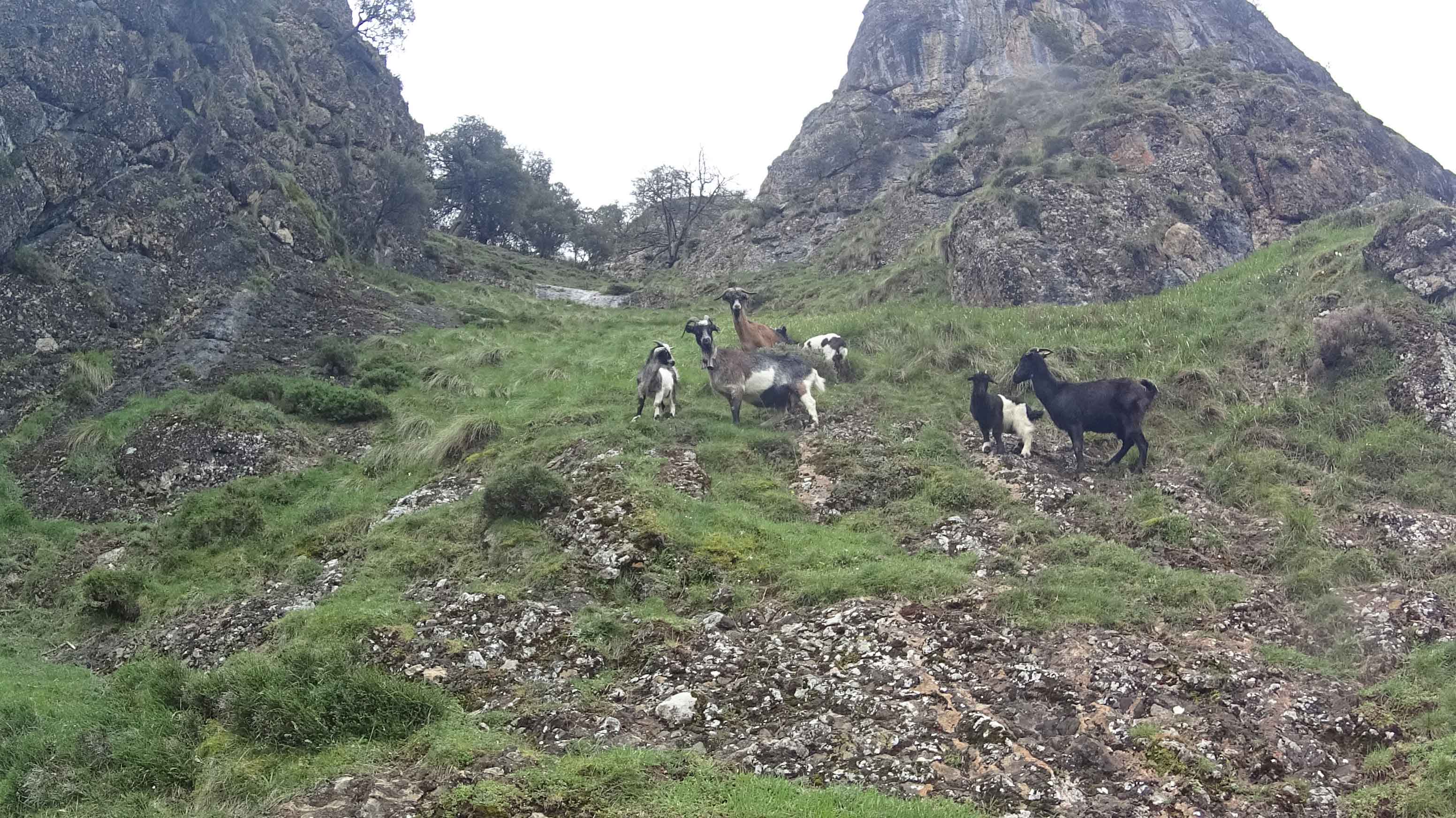 Á descoberta dos picos da Europa Á descoberta dos picos da Europa