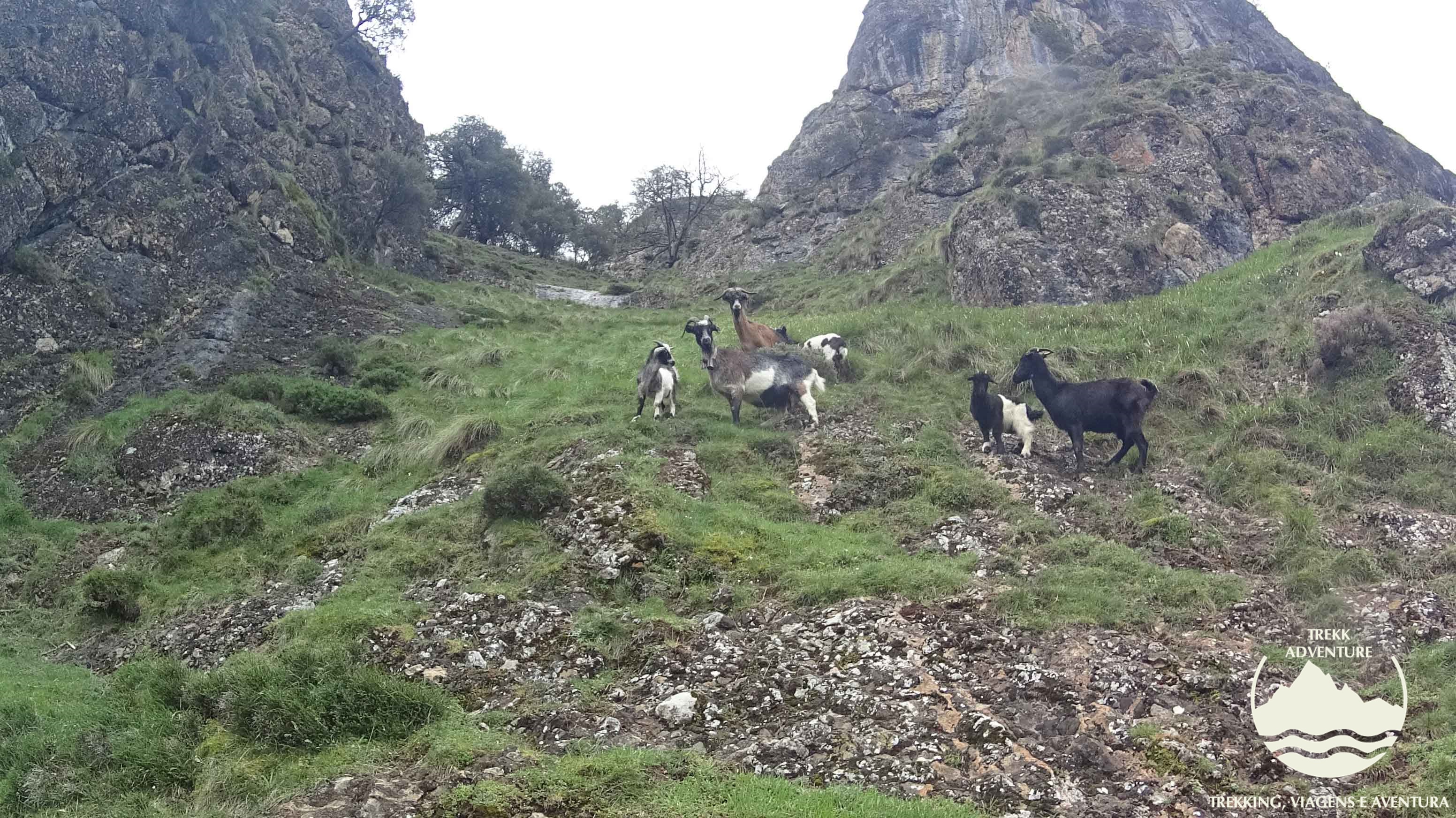Á descoberta dos picos da Europa Á descoberta dos picos da Europa