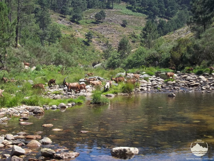 12 Trilhos Épicos - Fisgas de Ermelo, a alma do Alvão 12 Trilhos Épicos - Fisgas de Ermelo, a alma do Alvão