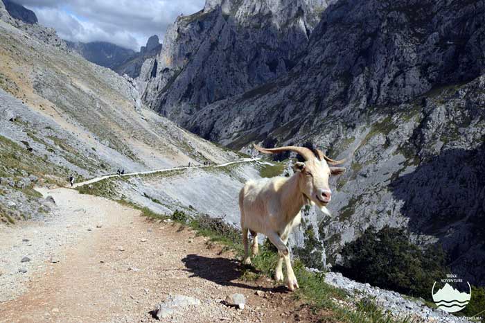À descoberta dos picos da Europa - 3ª edição À descoberta dos picos da Europa - 3ª edição