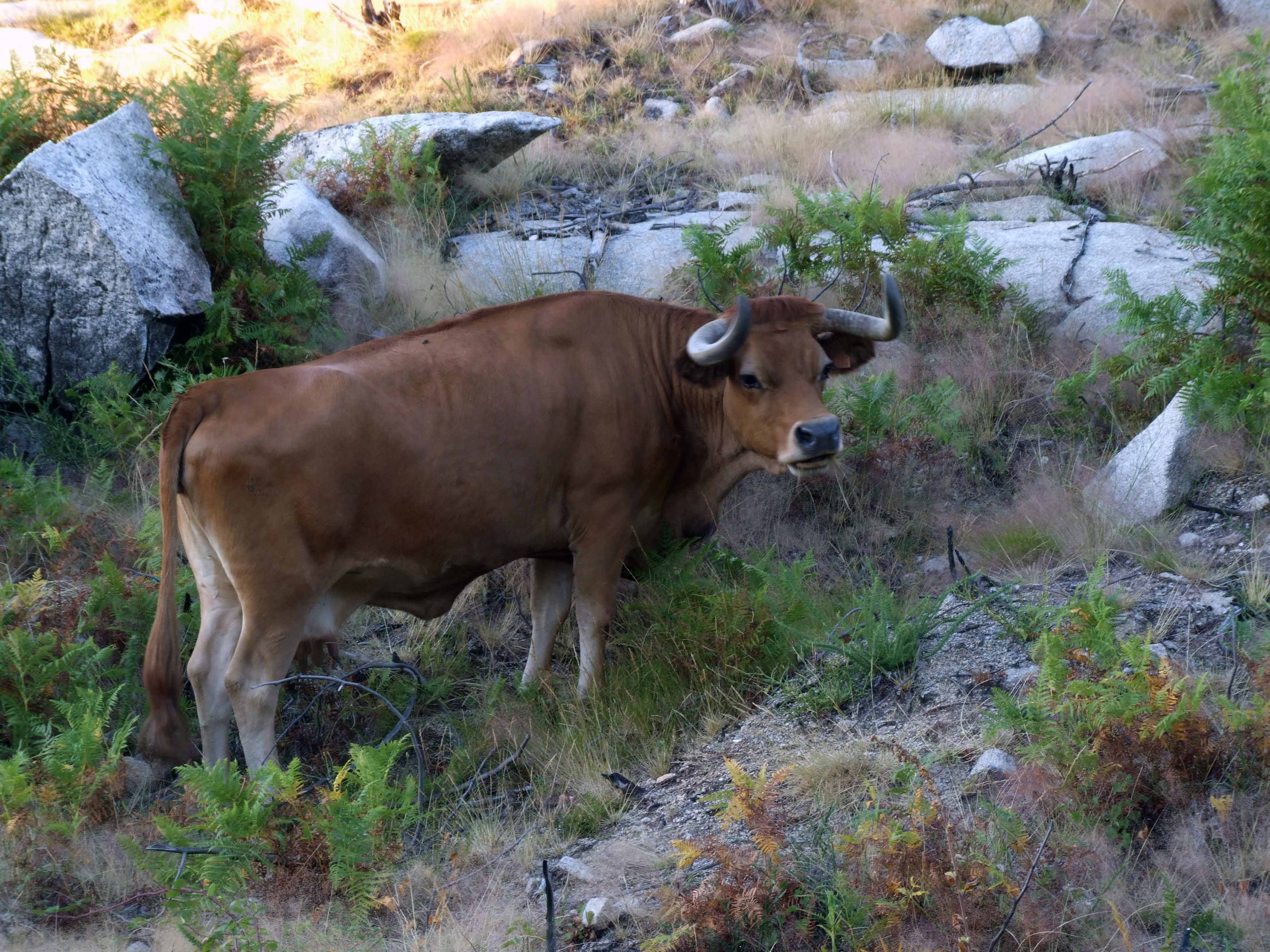 Tour pelas Montanhas Mágicas - Serra da Freita e Serra da Arada Tour pelas Montanhas Mágicas - Serra da Freita e Serra da Arada