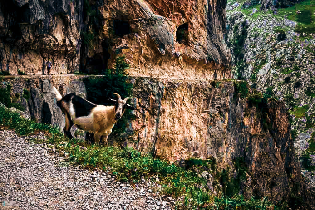 Travessia dos Picos da Europa Travessia dos Picos da Europa