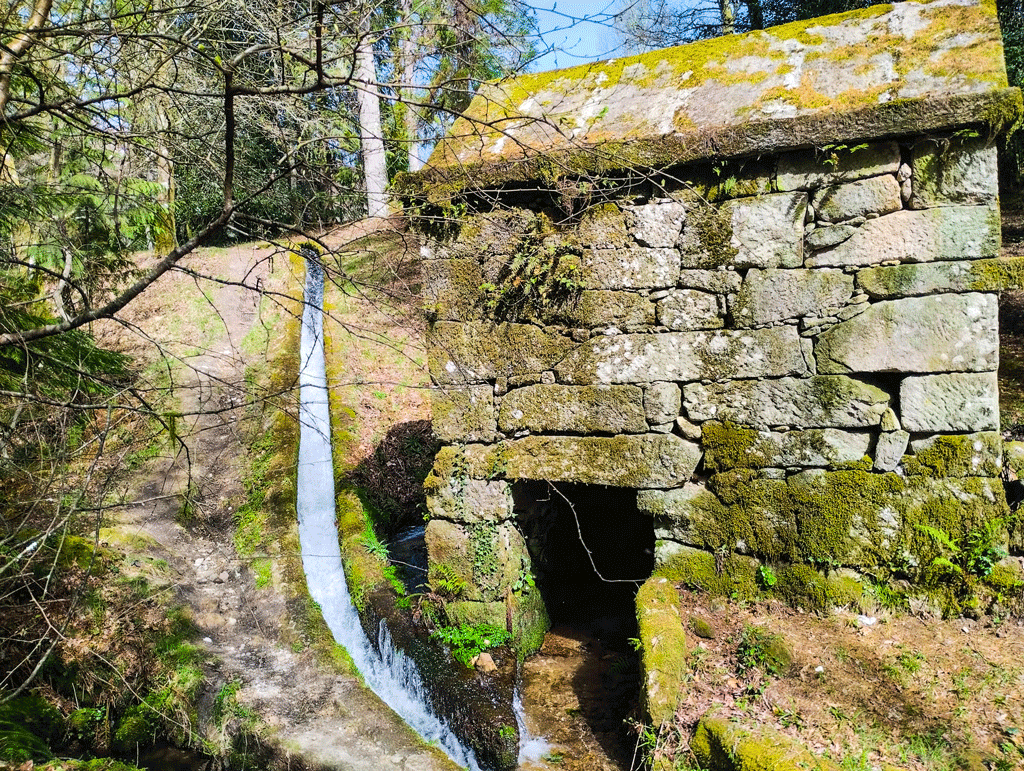 Levada da víbora e bosques de Veiga