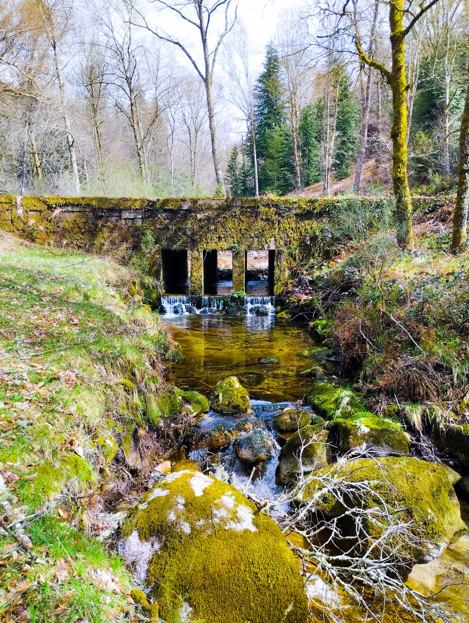 Levada da víbora e bosques de Veiga