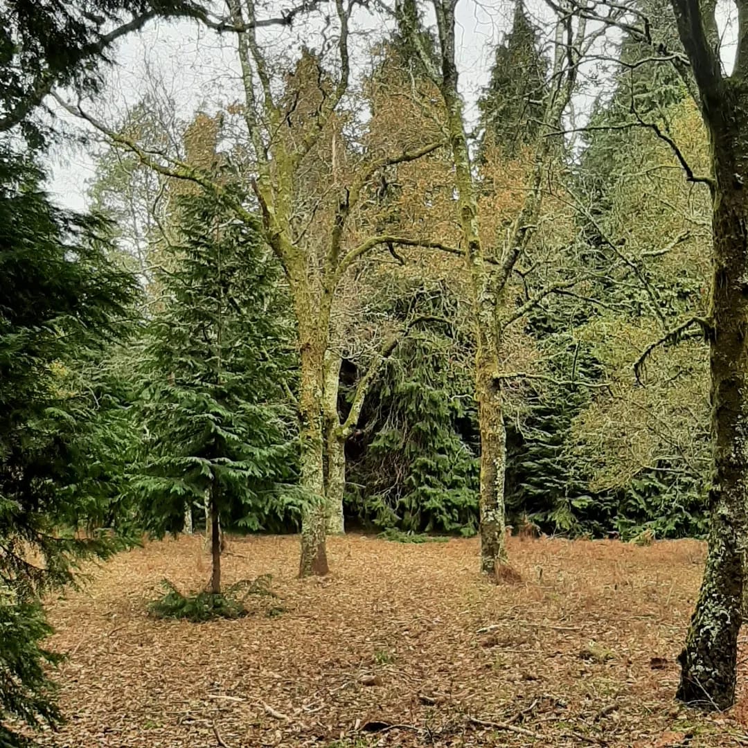 Rio Cabrão e a floresta encantada