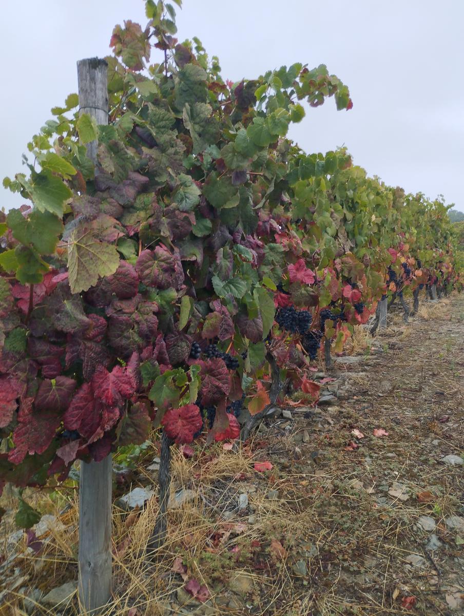Douro Vinhateiro, São Leonardo de Galafura Douro Vinhateiro, São Leonardo de Galafura