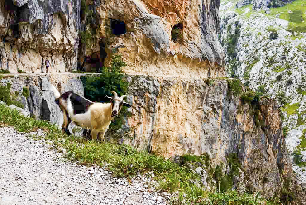 Á descoberta dos picos da Europa (1ªEdição)