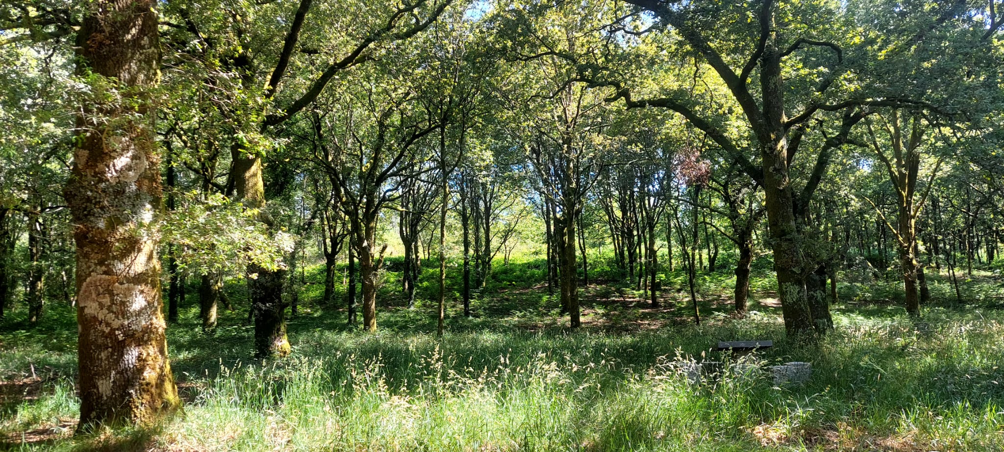 Caminhos com Alma até ao Vértice da Urgueira Caminhos com Alma até ao Vértice da Urgueira