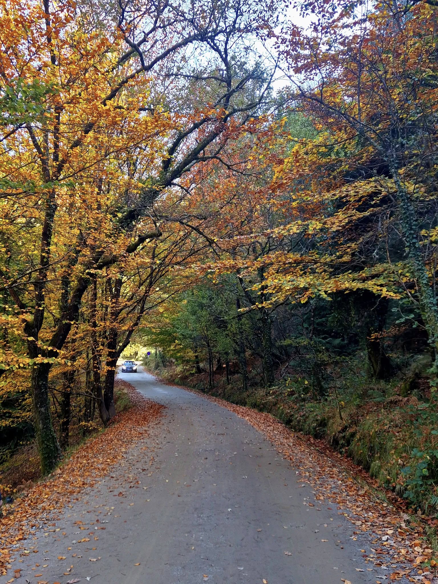 Mata de Albergaria, descobrindo o Outono no Gerês