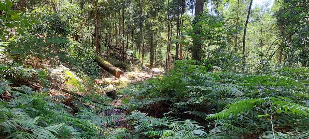 Baloiço da serradela