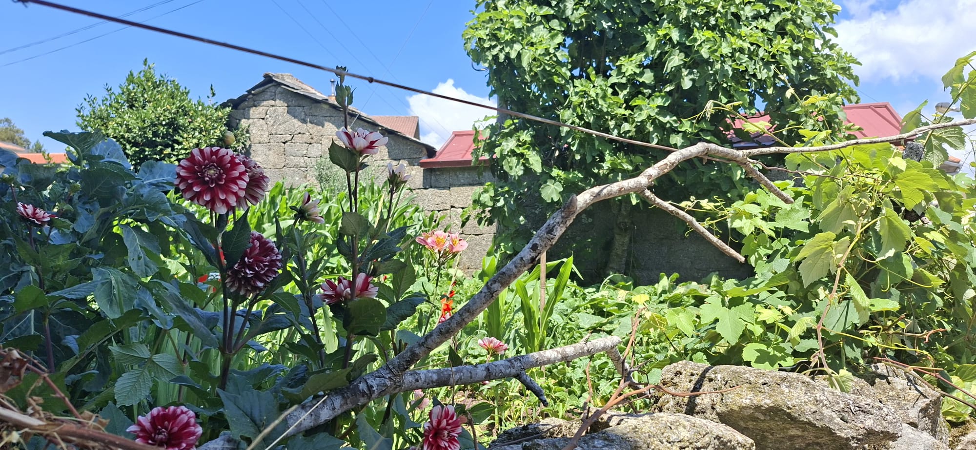5 Aldeias do Alvão – onde o fogo passou e a vida renasce 5 Aldeias do Alvão – onde o fogo passou e a vida renasce